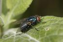 7622 Mature Green Bottle (Lucilia caesar)